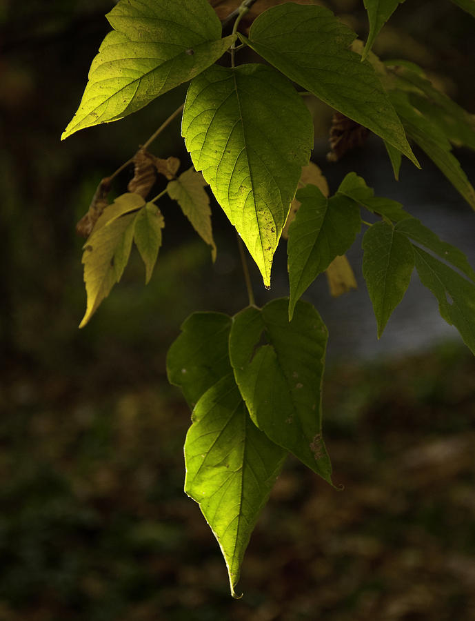 Green Leaves Photograph by Craig Burgwardt