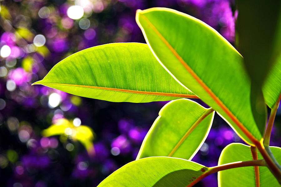 Green Leaves Photograph by Emilio Lopez