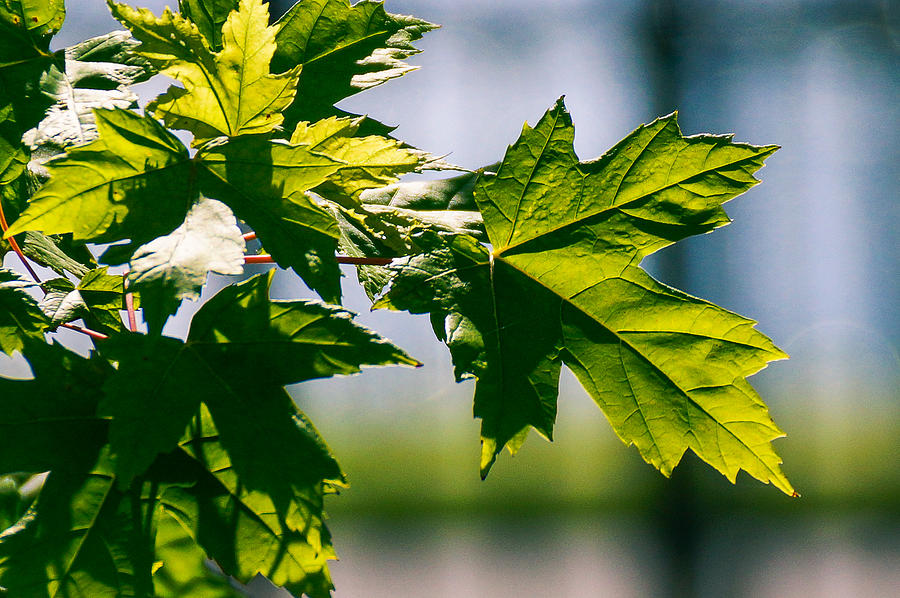 Nature Photograph - Green Leaves by Gloria Pasko