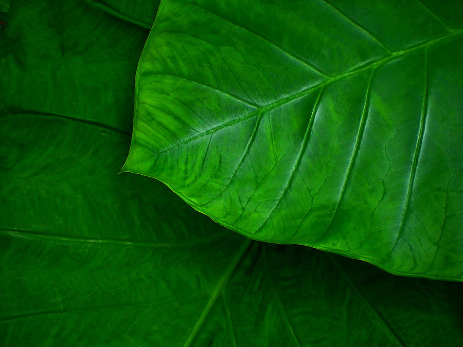 Green Leaves Photograph by Guillermo Rodriguez