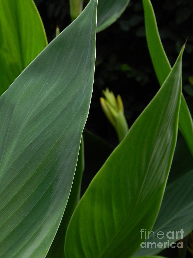Green Leaves Photograph