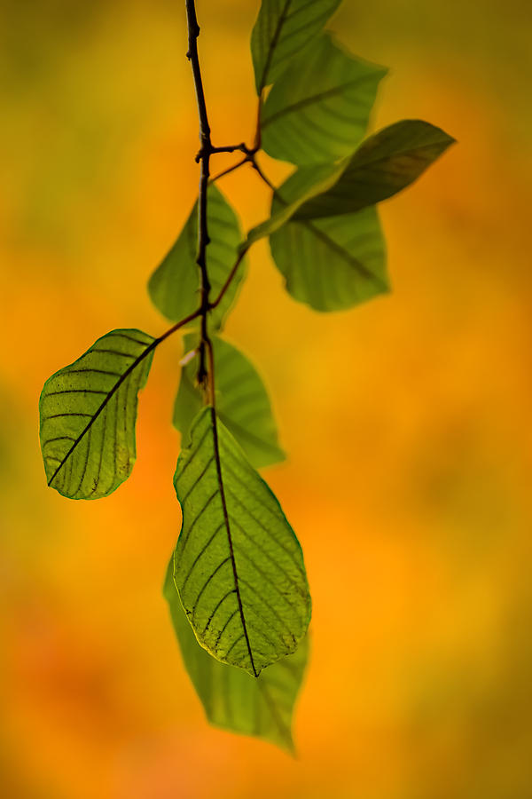 Green Leaves in Autumn Photograph by Robert Mitchell