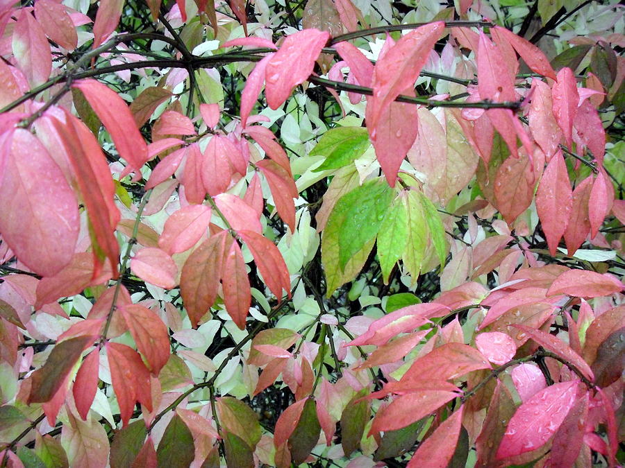 Green Leaves Photograph by Jodie Marie Anne Richardson Traugott          aka jm-ART