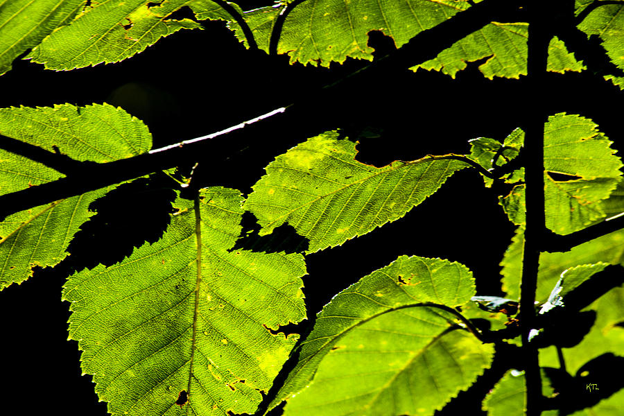 Green Leaves Photograph by Karol Livote