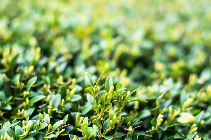 Green Leaves On Branches Of Buxus In Summer Photograph by Frank ...