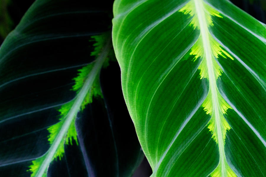 Green Leaves Photograph by Robert Woodward