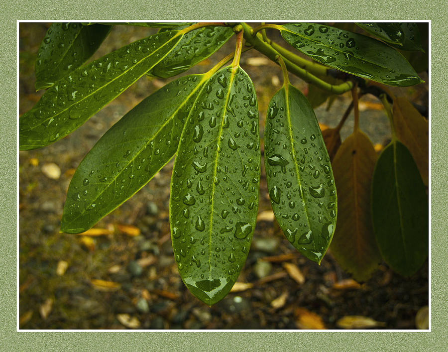 Leaves Photograph - Green Leaves by Ron Roberts