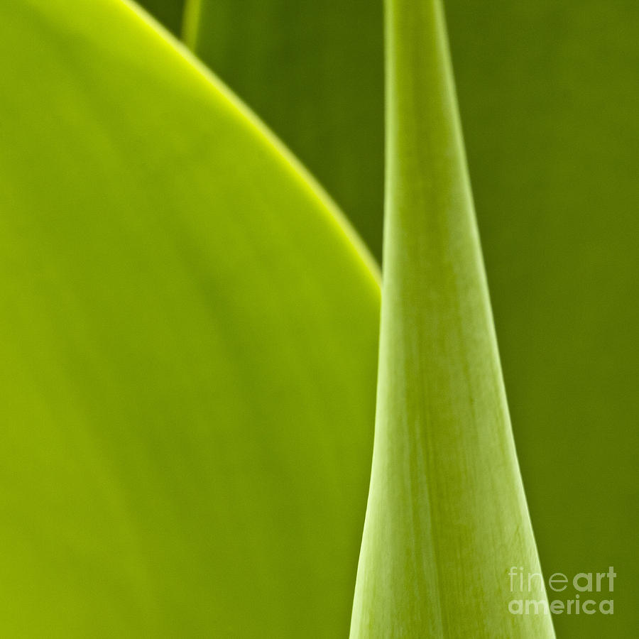 Green Leaves Series  1 Photograph by Heiko Koehrer-Wagner