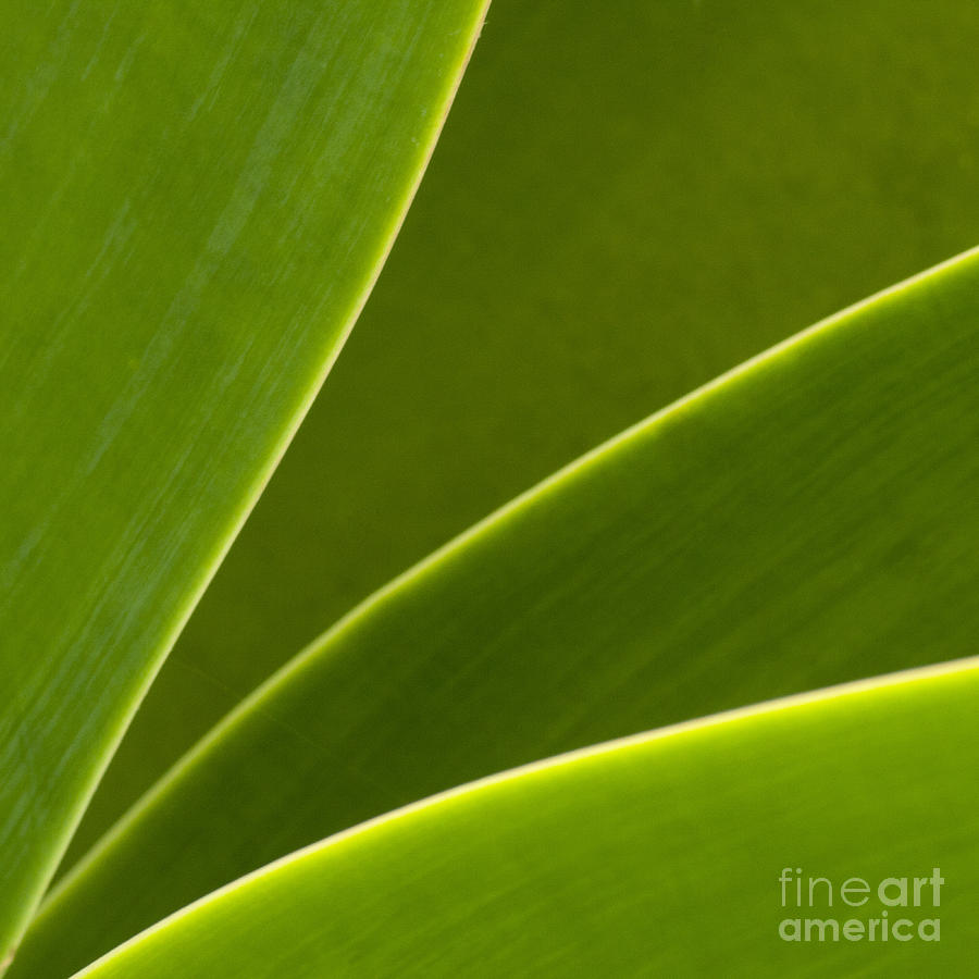 Nature Photograph - Green Leaves Series  2 by Heiko Koehrer-Wagner