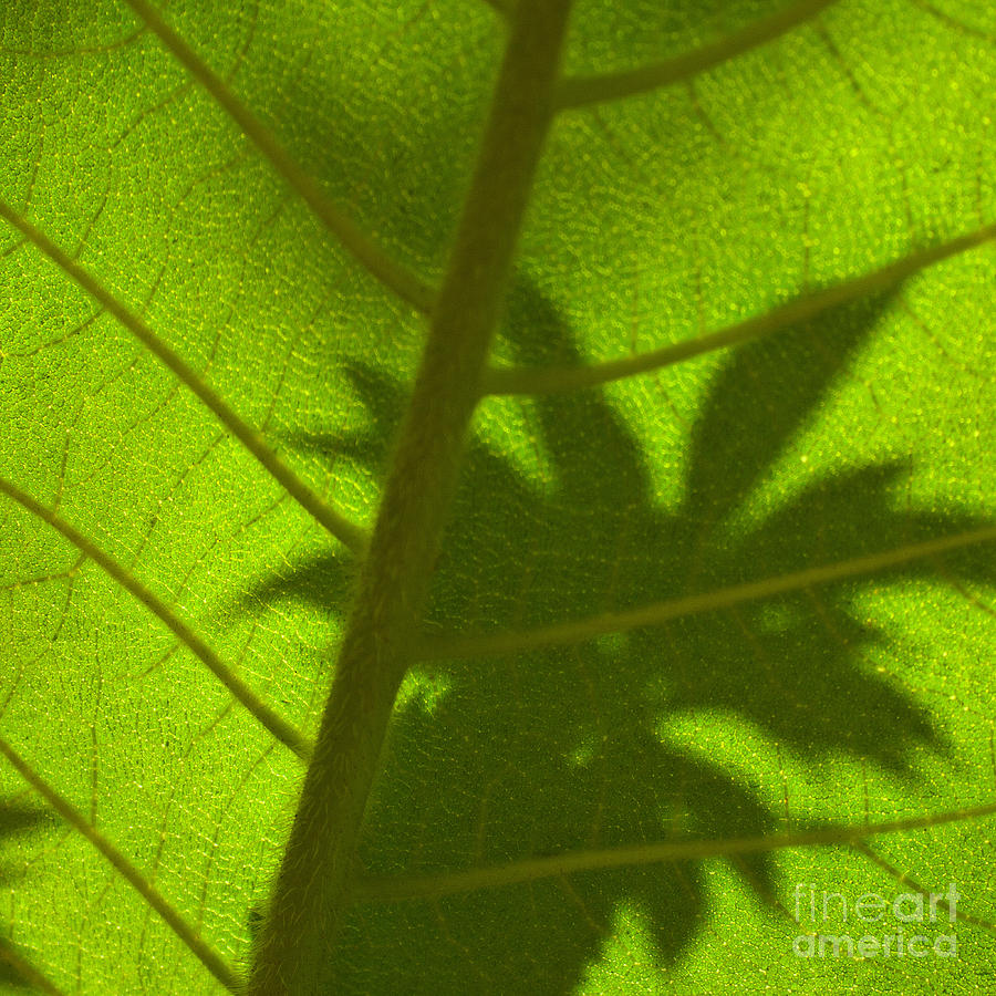 Green Leaves Series 3 Photograph by Heiko Koehrer-Wagner