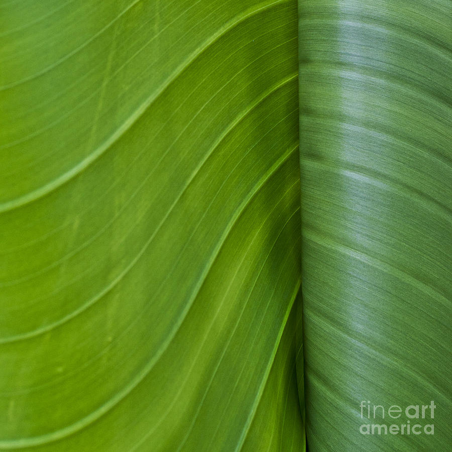 Nature Photograph - Green Leaves Series  6 by Heiko Koehrer-Wagner