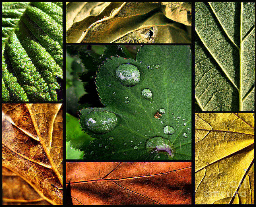 Green leaves texture poster Photograph by Daliana Pacuraru