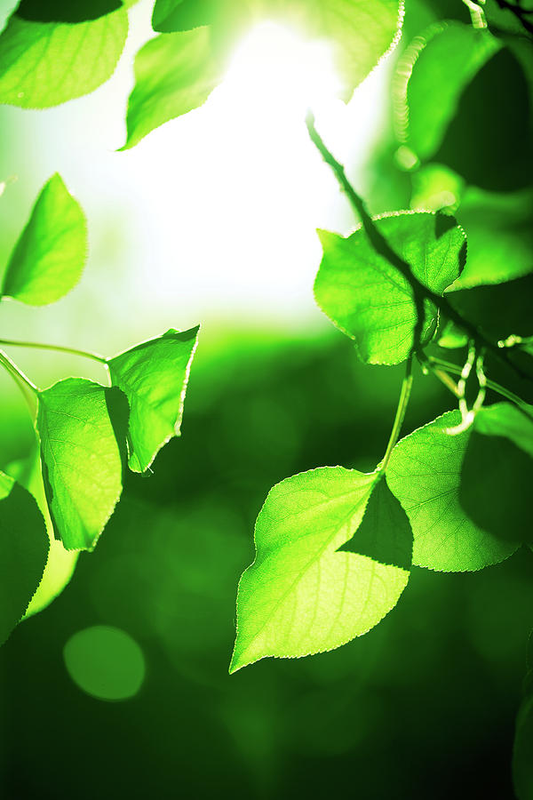 Green Leaves With Sunlight Photograph by Jeja