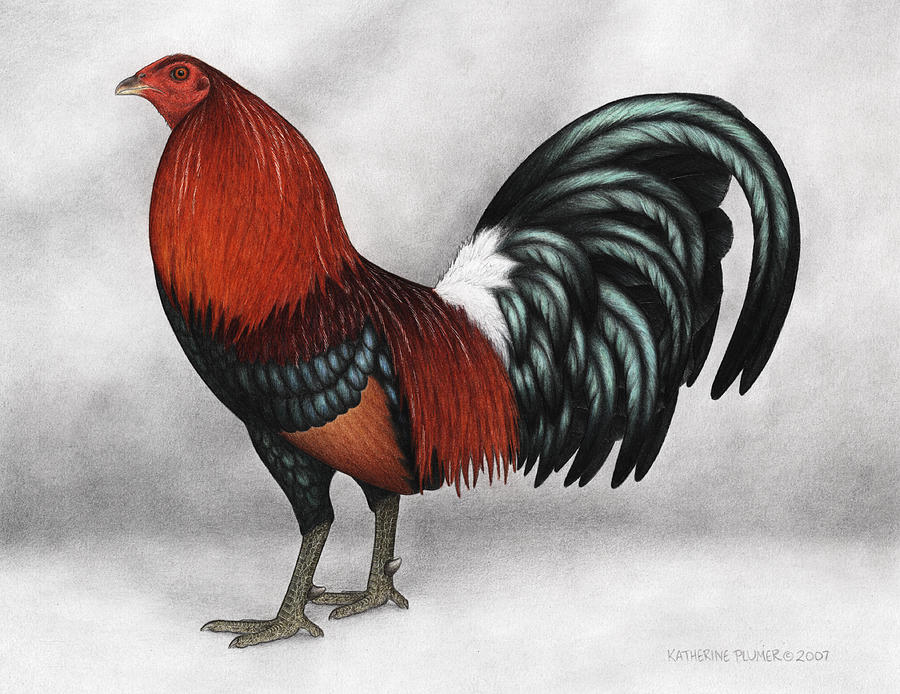 Rooster Drawing - Green Legged Hatch by Katherine Plumer