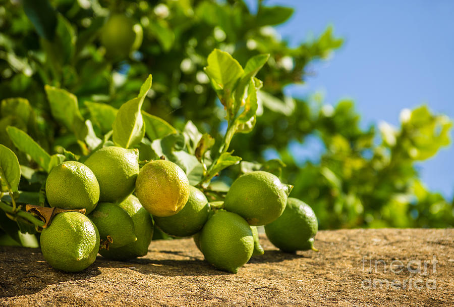 Green Lemons Photograph by Carlos Caetano