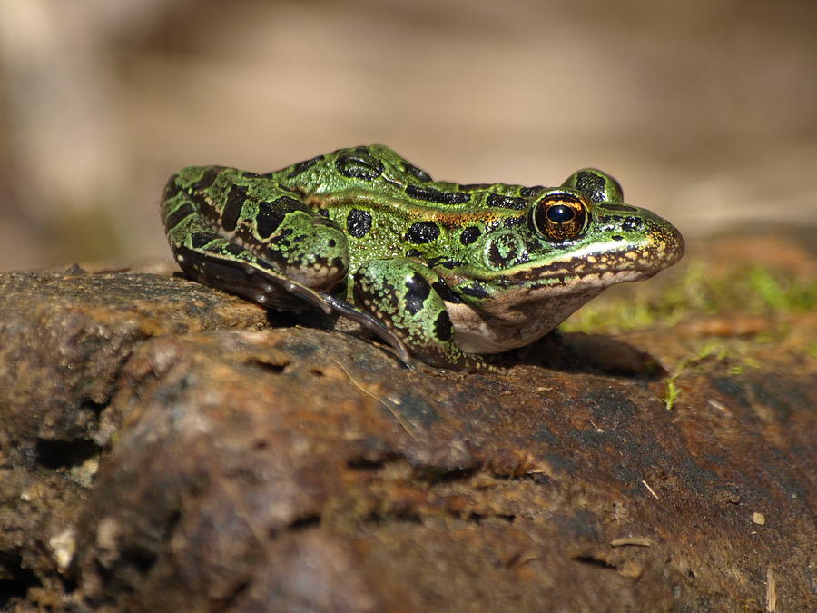 Green Leopard Frog Photograph by James Peterson