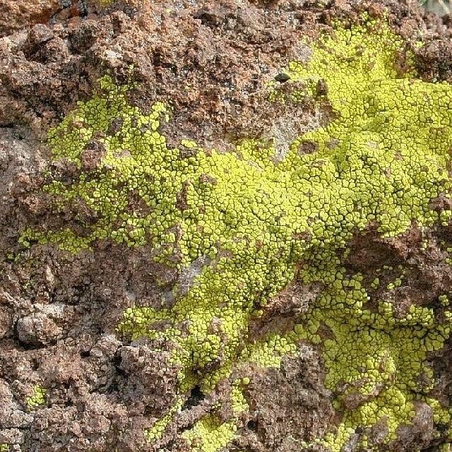 Nature Photograph - #green #lichen #brown #rough #rock by The Texturologist