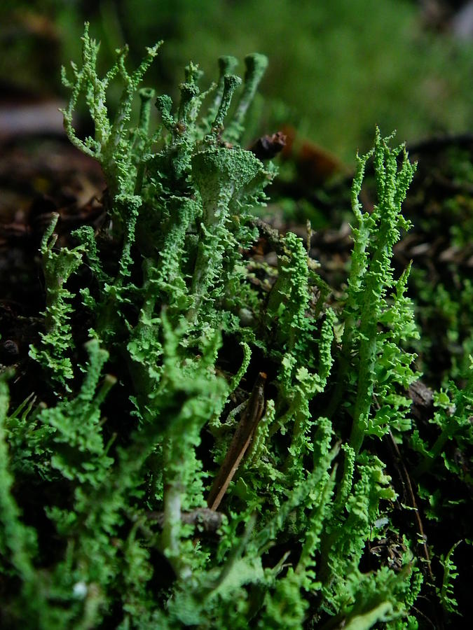 Green Lichen Photograph by Ian Cuming - Fine Art America