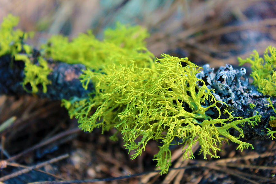 Green Lichen Photograph by Josh Bryant