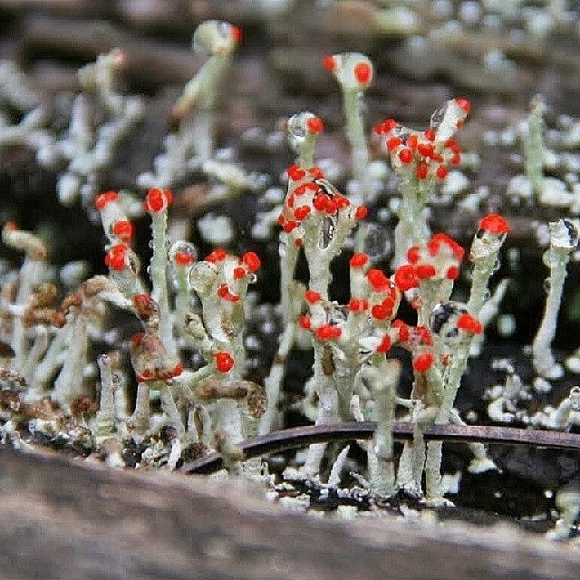Nature Photograph - #green #lichen #red #bloom #blooms by The Texturologist