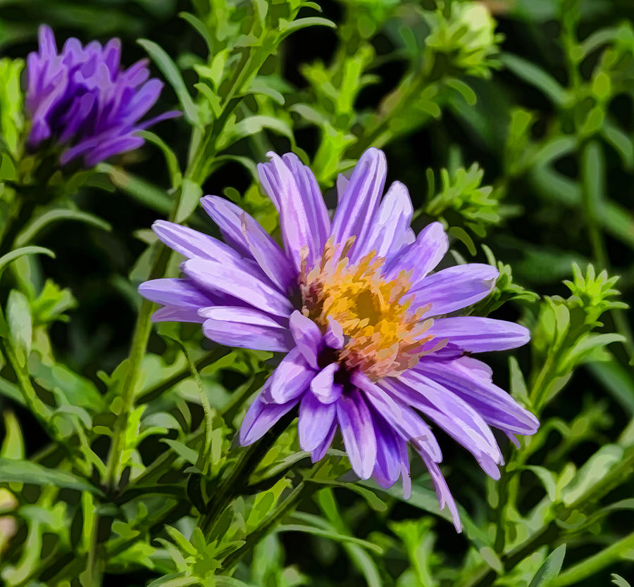 Green lilac aster Photograph by Leif Sohlman