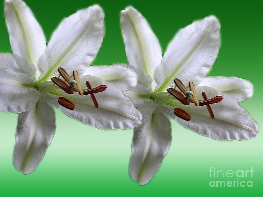 Green White Star Lilies Photograph by Joan-Violet Stretch