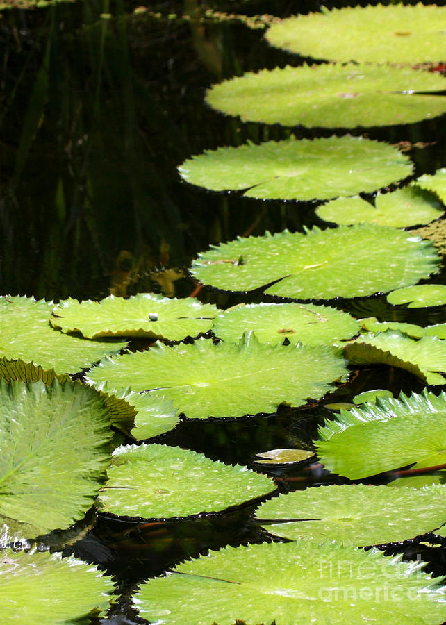 Green Lily Pads Photograph by Sabrina L Ryan