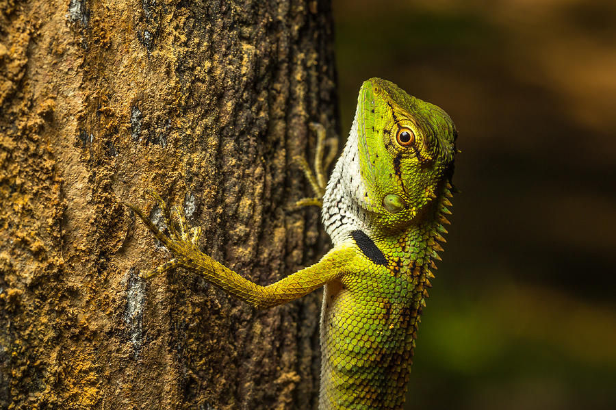 Green Lizard Climbing a Tree Photograph by Ron Fine Art America