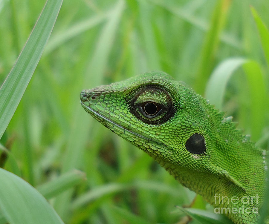 Green Lizard Crest 1 Photograph by Frenki Jung - Fine Art America