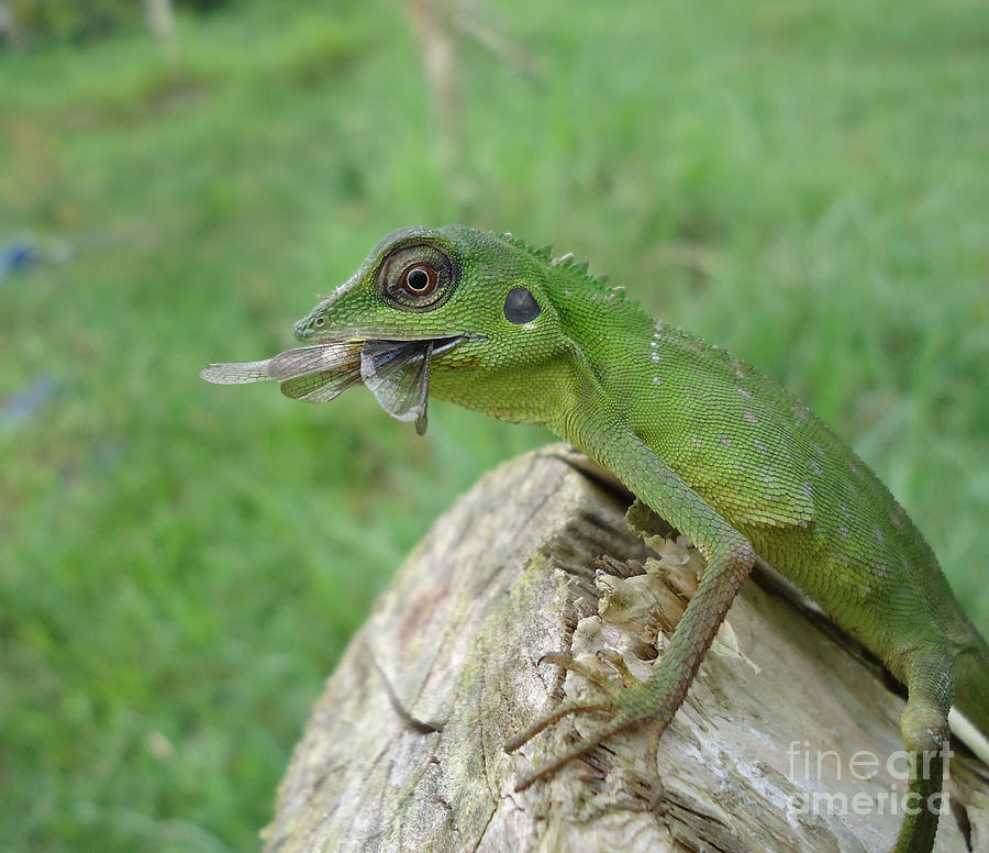 Green Lizard Crest Photograph by Frenki Jung - Fine Art America