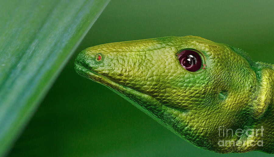 Green Lizard Digital Art