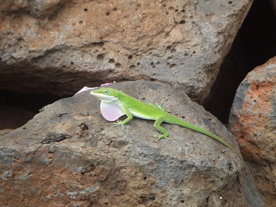 Green Lizard Photograph by Richard Reeve