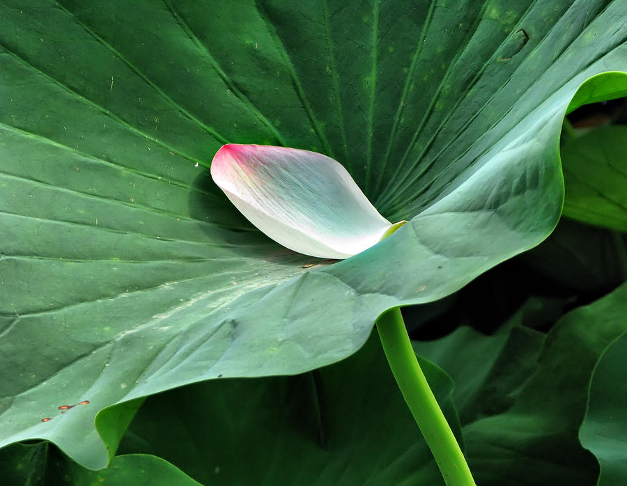 Green lotus leaf Photograph by Daliana Pacuraru