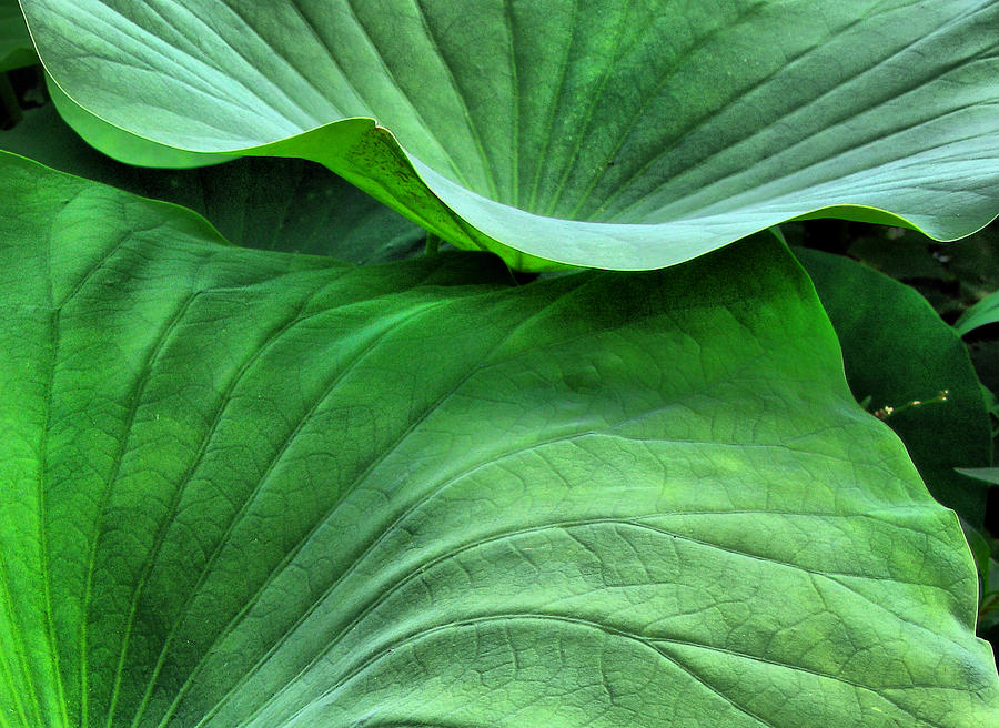 Green lotus leaves  Photograph by Daliana Pacuraru