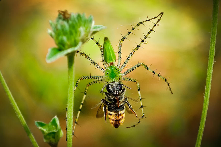 Green Lynx Spider with Honey Bee Photograph by Richard Leighton | Fine ...