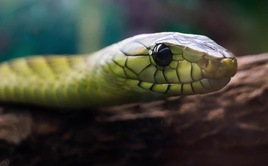 Green Mamba Photograph by Sara Fansler - Pixels