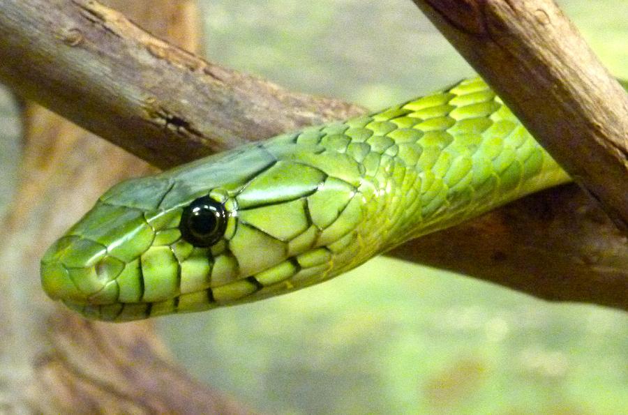 Jacksonville Photograph - Green Mamba Snake by Richard Bryce and Family