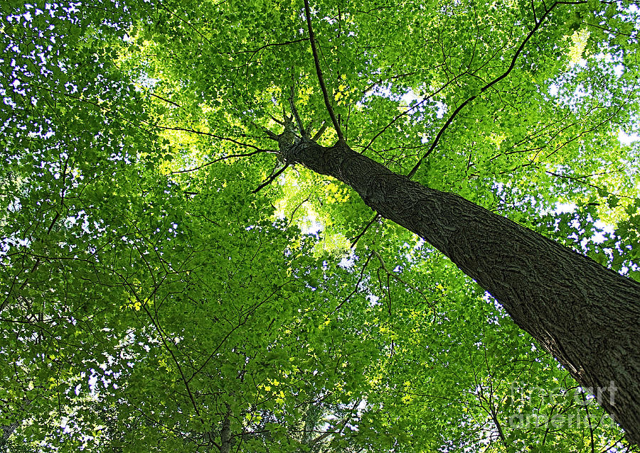 Green Maple Canopy Photograph by Barbara McMahon