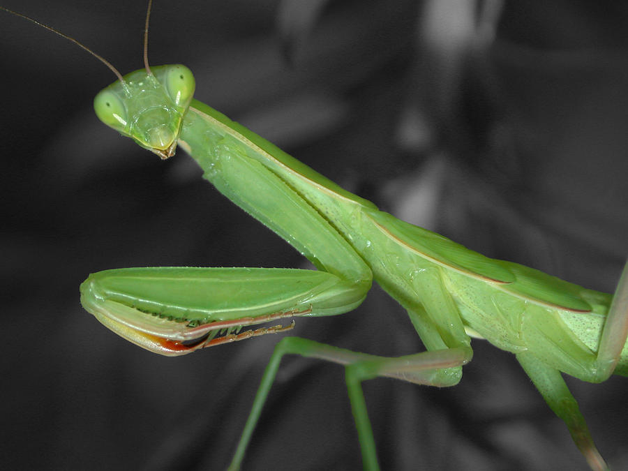 Black And White Photograph - Green Mantis by Shane Bechler