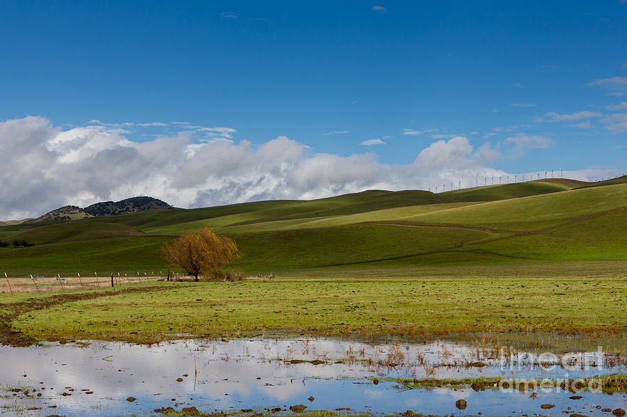 Green Meadow Photograph by Nicholas  Pappagallo Jr