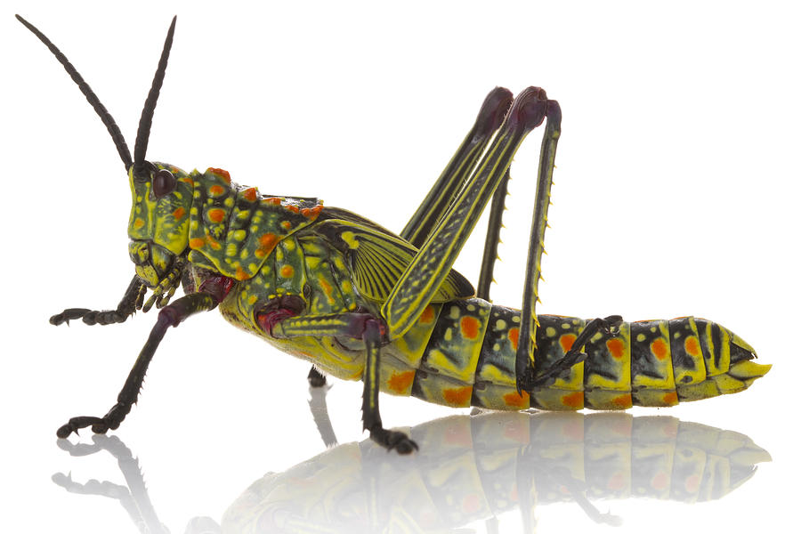 Green Milkweed Locust Gorongosa Photograph by Piotr Naskrecki