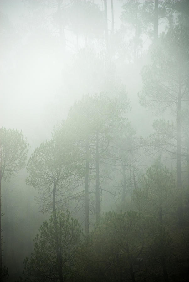 Green Mist Photograph by Rajiv Chopra