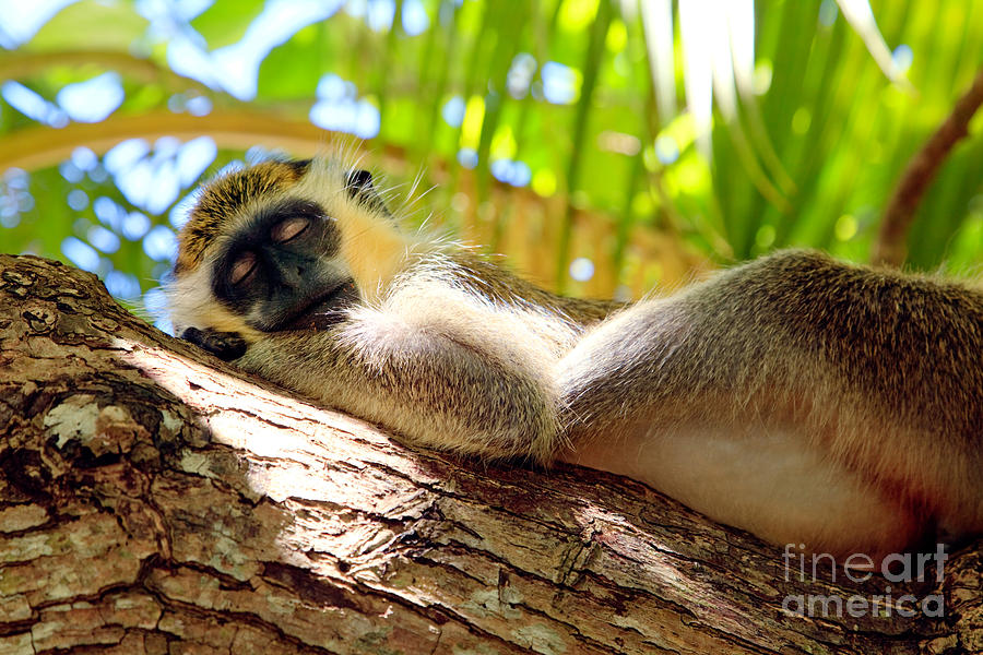 Summer Photograph - Green monkey sleeping on tree by Matteo Colombo