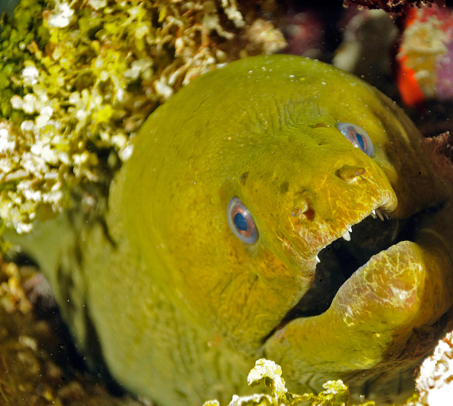 Green Moray Eel Gymnothorax Funebris Photograph by John Maraventano