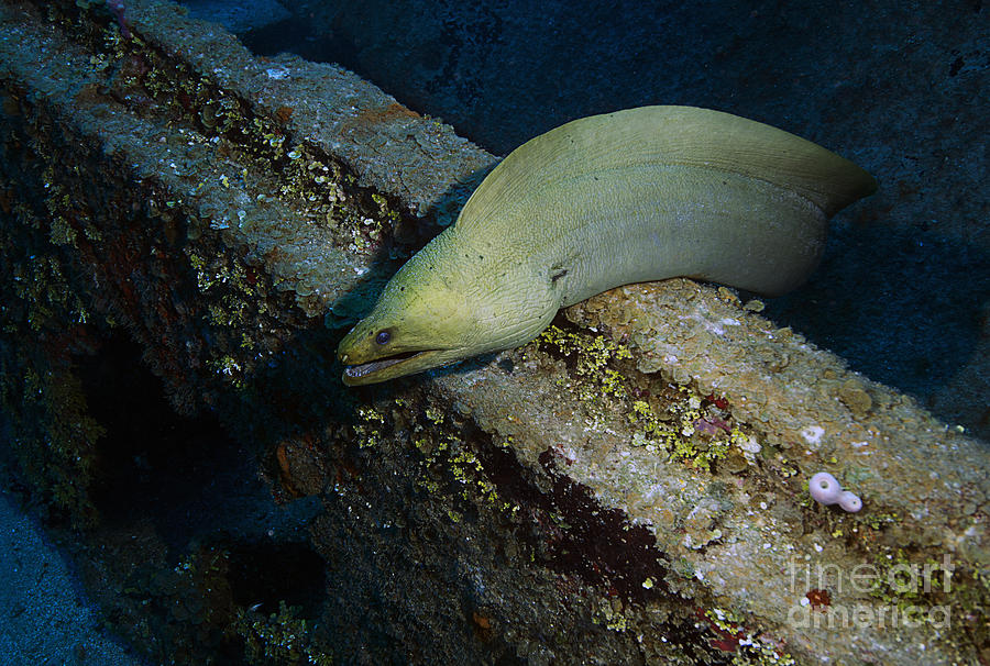 Green Moray Eel Photograph by JT Lewis