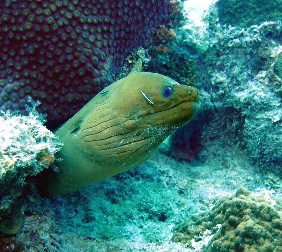 Green Moray Eel with Cleaning Fish Photograph by Amy McDaniel