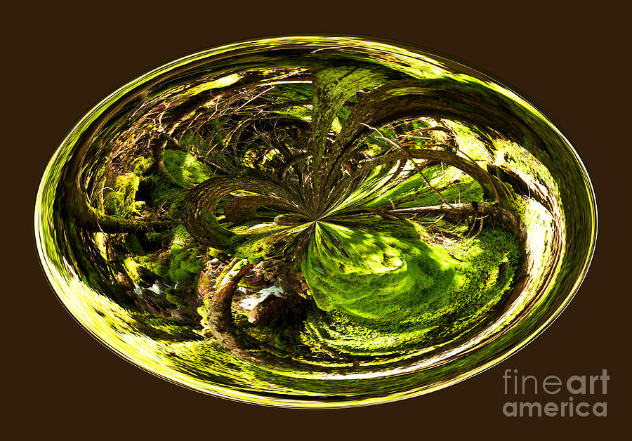 Green Moss and Tree Orb Abstract Photograph by Bob and Nancy Kendrick