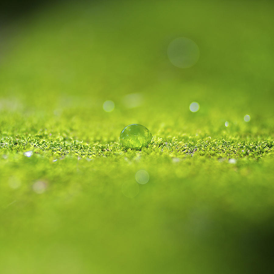 Green Moss Photograph by Arj Munoz