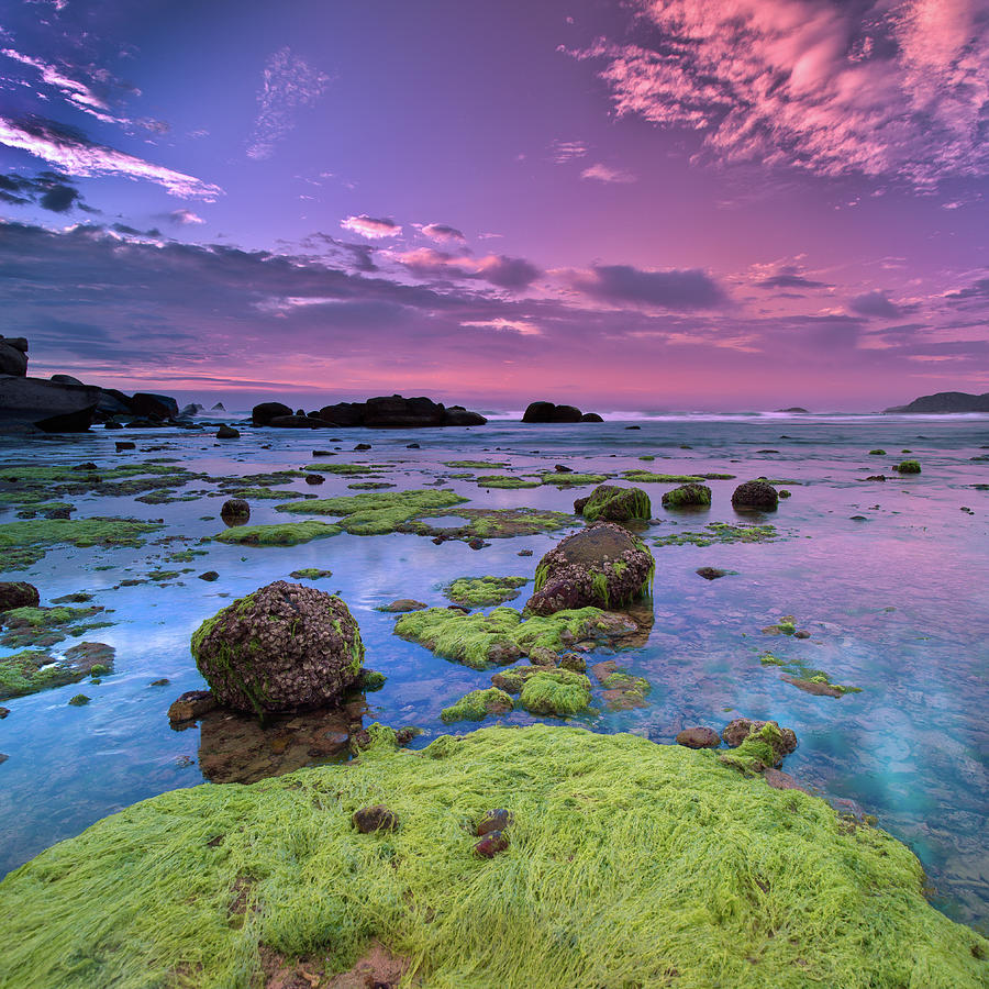 Green Moss Covered Rocks At Sunrise Photograph by Andreluu