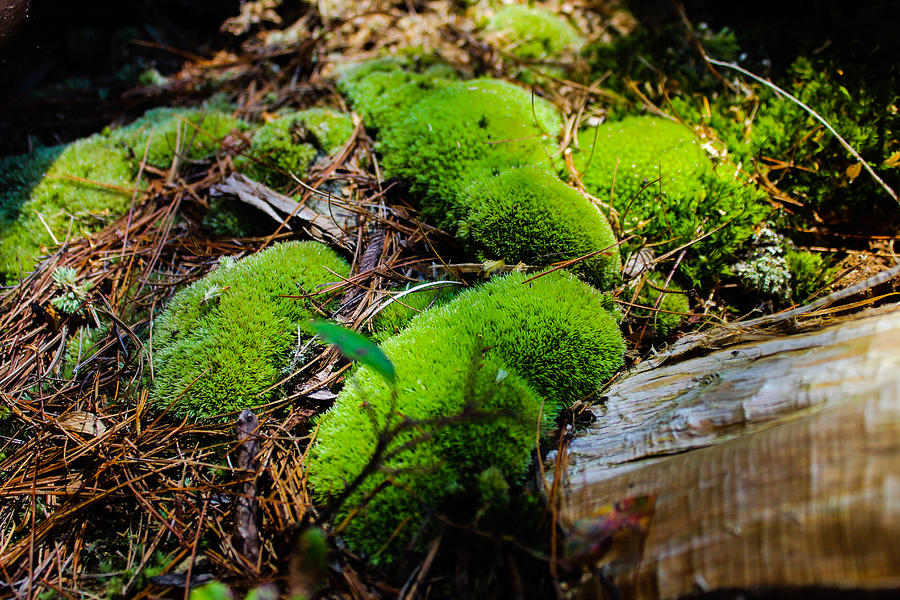 Nature Photograph - Green Moss by Julien Boutin